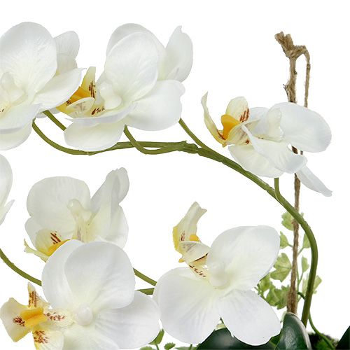 Floristik24 Orchidea Phalaenopsis do powieszenia kremu wys.26cm