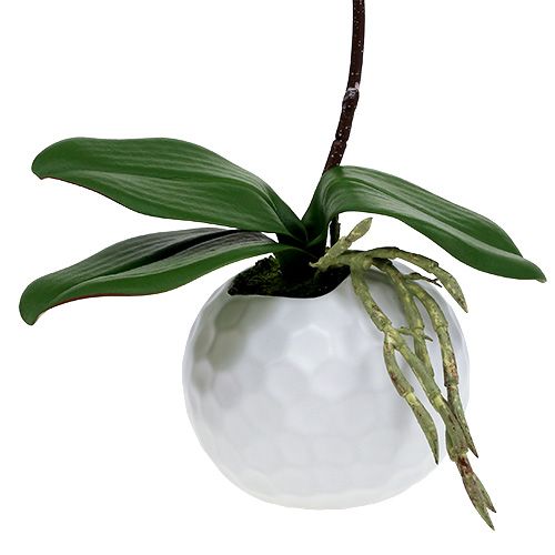 Produkt Różowa orchidea w doniczce ceramicznej 31cm