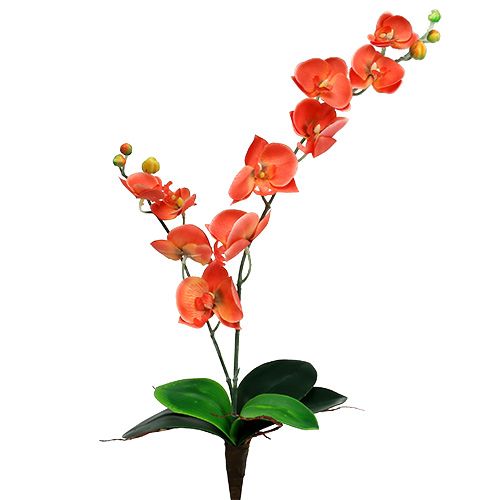 Floristik24 Orchidea dwie gałązki 60cm pomarańczowa