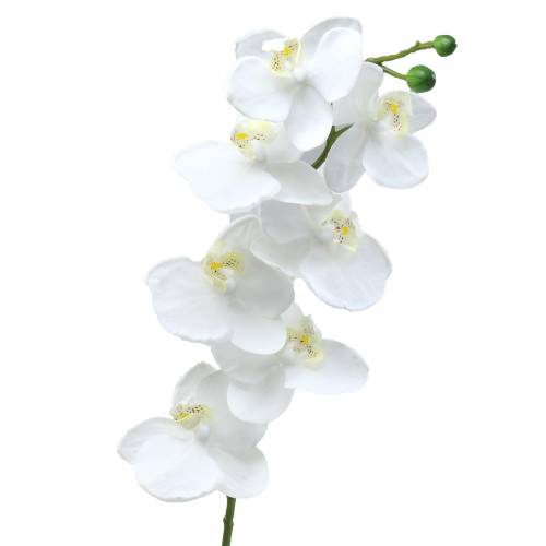 Floristik24 Orchidea Biała 77cm