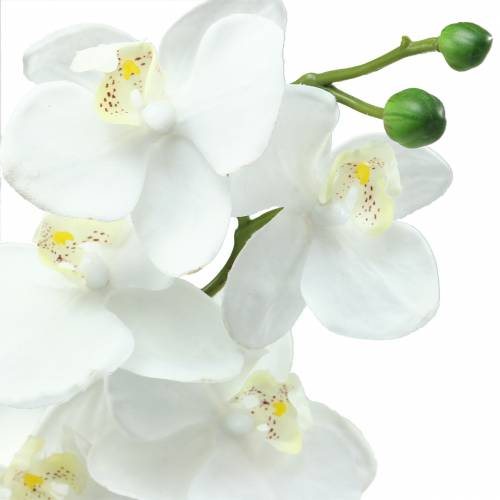 Produkt Orchidea Biała 77cm