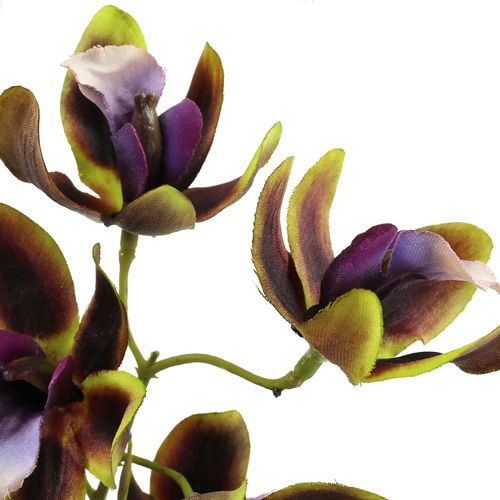 Floristik24 Storczyk Cymbidium Zielony, Fioletowy L38cm 4szt.