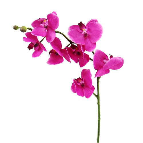 Floristik24 Orchid Phalaenopsis Pink 75cm