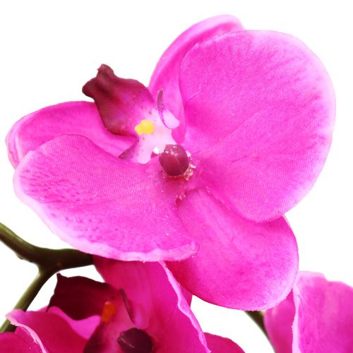 Produkt Orchid Phalaenopsis Pink 75cm