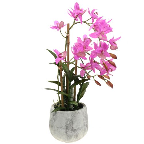Floristik24 Orchidea w doniczce fioletowa H55cm