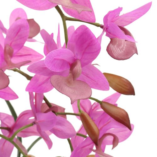 Floristik24 Orchidea w doniczce fioletowa H55cm