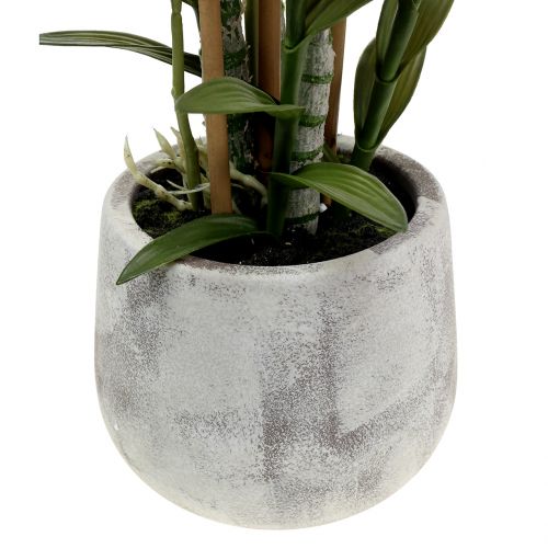 Floristik24 Orchidea w doniczce fioletowa H55cm