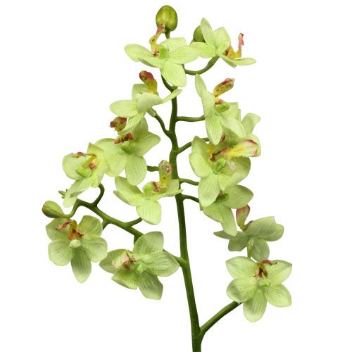 Floristik24 Orchidea 56cm jasnozielona