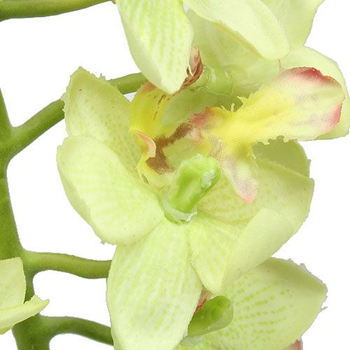 Floristik24 Orchidea 56cm jasnozielona