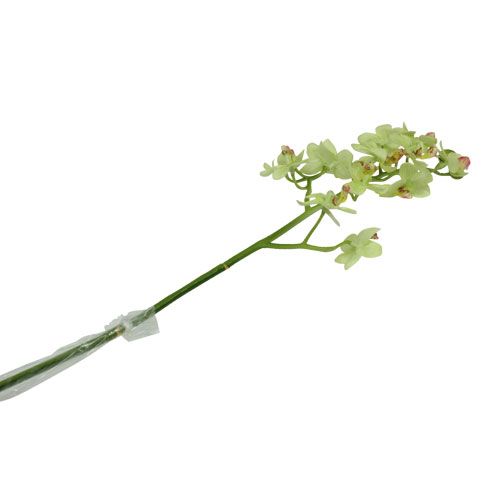 Floristik24 Orchidea 56cm jasnozielona
