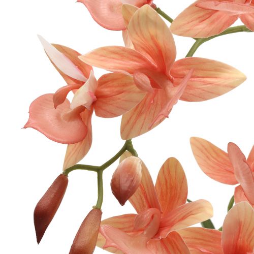 Floristik24 Orchidea w doniczce łosoś H41cm