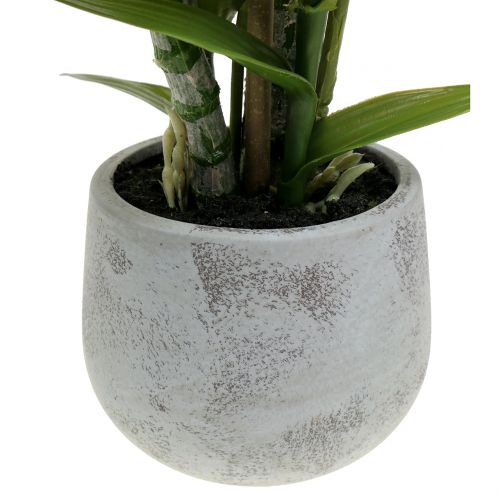 Floristik24 Orchidea w doniczce łosoś H41cm