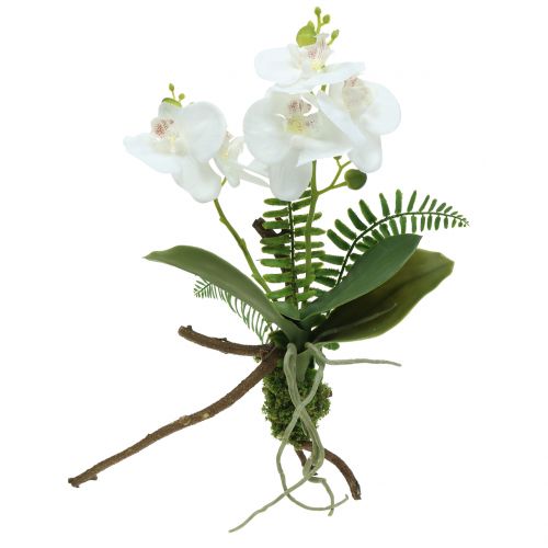 Floristik24 Orchidea biała z kulą z mchu i korzeniami 36cm