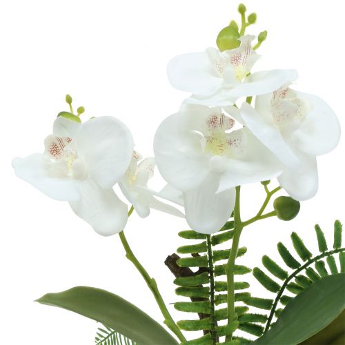 Floristik24 Orchidea biała z kulą z mchu i korzeniami 36cm