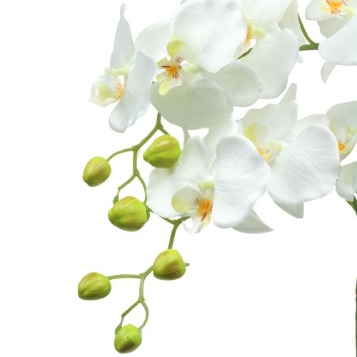 Floristik24 Orchidea Biała na 65 cm żarówce
