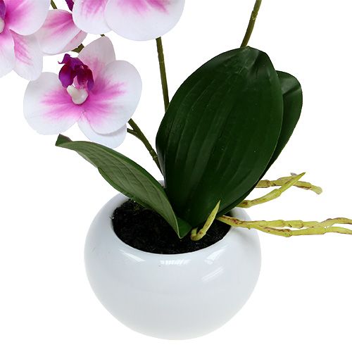 Floristik24 Storczyki w doniczce H30cm Biało-różowe