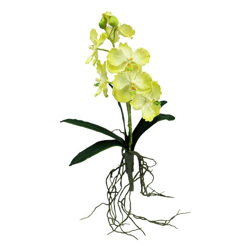 Floristik24 Orchidea z korzeniami jasnozielona L43cm
