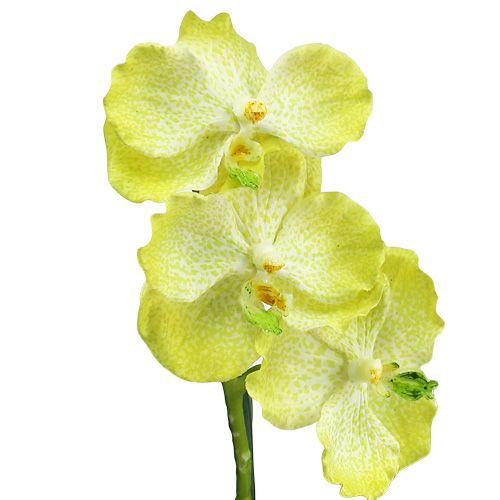 Floristik24 Orchidea z korzeniami jasnozielona L43cm
