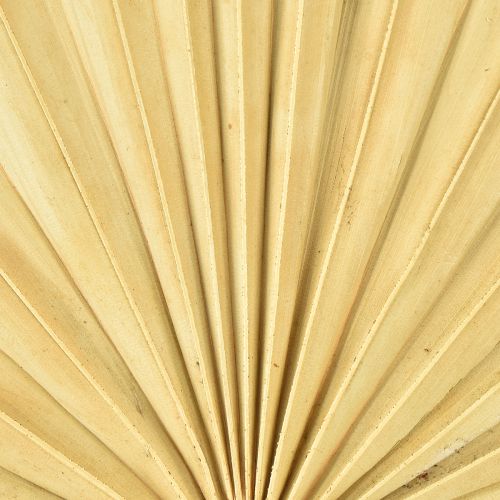 Produkt Palmspear Sun Naturalny Liść Palmowy Suszone Naturalna Dekoracja 30 szt