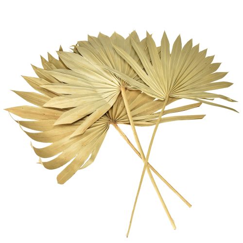 Produkt Palmspear Sun Naturalny Liść Palmowy Suszone Naturalna Dekoracja 30 szt