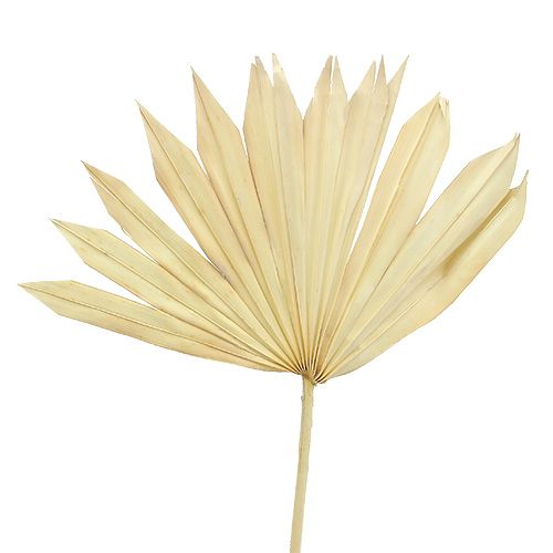 Floristik24 Palmspear Sun bielony 30 szt