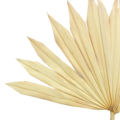 Produkt Palmspear Sun bielony 30 szt