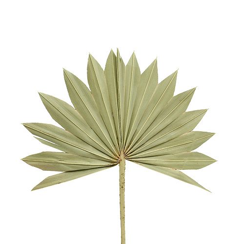 Produkt Palmspear Sun mini natura 50szt