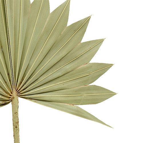Produkt Palmspear Sun mini natura 50 szt