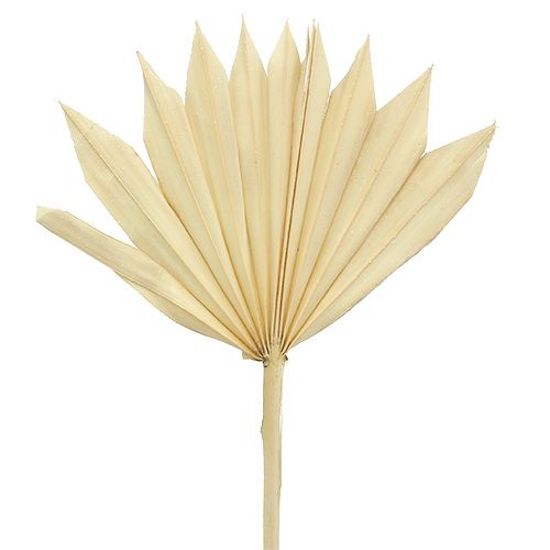 Floristik24 Palmspear Sun mini wybielany 30 szt