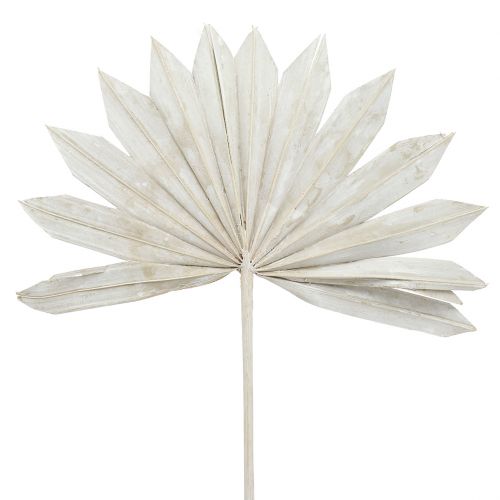 Floristik24 Palmspear Sun mini bielone 50 szt