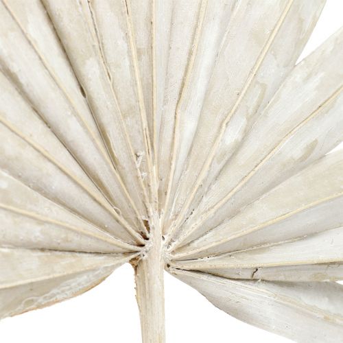 Produkt Palmspear Sun mini bielone 50 szt