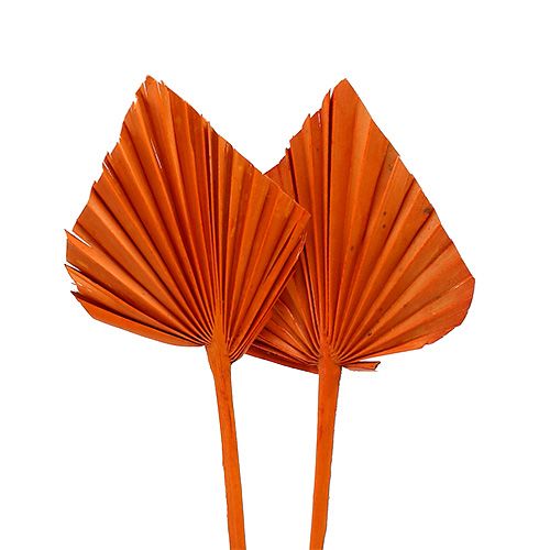 Floristik24 Palmspear mini pomarańcza 100 szt