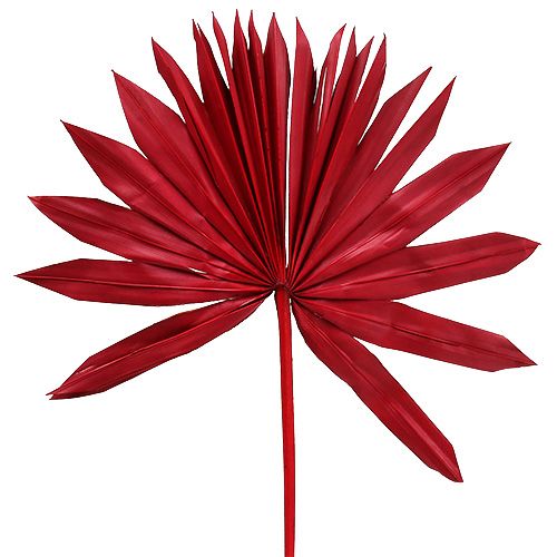 Floristik24 Palmspear Sun Red 30szt