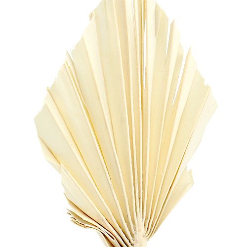 Produkt Palmspear mini bielona włócznia palmowa suszona 50 szt