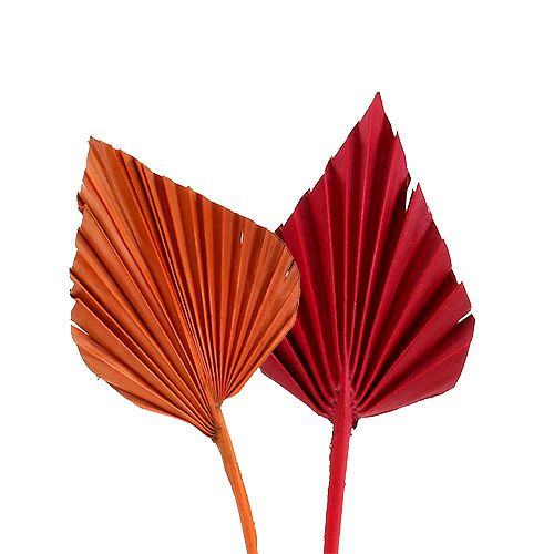 Produkt Mini odmiana Palmspear. Czerwony/Pomarańczowy 100 szt