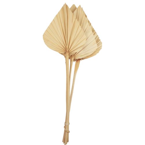 Floristik24 Palmspear Liście Palmowe Naturalna Dekoracja Bielona 12,5×38cm 4szt