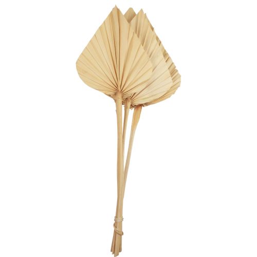 Floristik24 Palmspear liście palmowe naturalna dekoracja bielona 12,5×38cm 4 szt