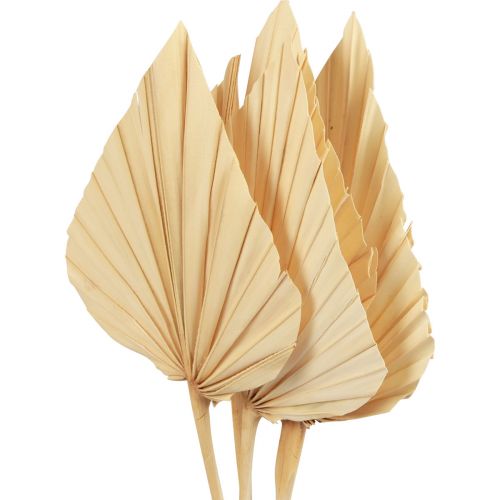 Floristik24 Palmspear liście palmowe naturalna dekoracja bielona 12,5×38cm 4 szt