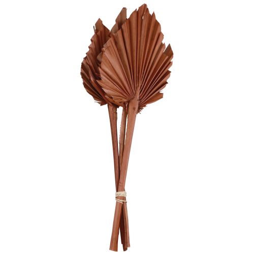 Produkt Palmspear liście palmowe naturalna dekoracja brązowa 5-9×14cm L35cm 4 szt