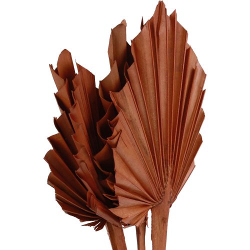 Produkt Palmspear liście palmowe naturalna dekoracja brązowa 5-9×14cm L35cm 4 szt