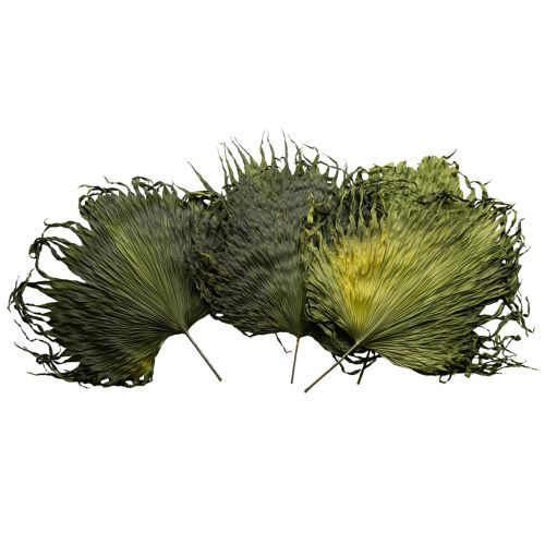 Floristik24 Liście palmowe suszone, dekoracja Saribus zielony 45cm 5 szt.