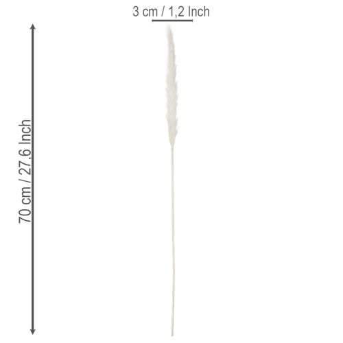 Suszone kwiaty trawy pampasowej bielone 70cm 15szt | Floristik24.pl