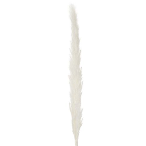 Suszone kwiaty trawy pampasowej bielone 70cm 15szt | Floristik24.pl