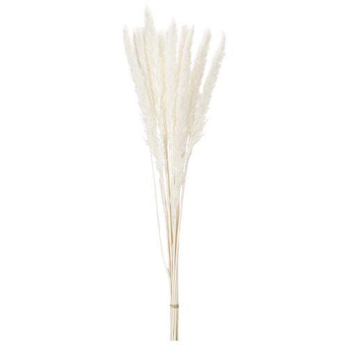 Suszone kwiaty trawy pampasowej bielone 70cm 15szt | Floristik24.pl