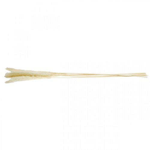 Floristik24 Krem z suszonej trawy pampasowej do suchego bukietu 65-75cm 6 szt
