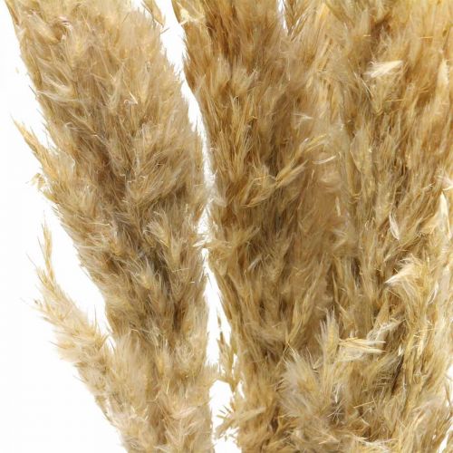 Produkt Dekoracja sucha trawa pampasowa suszona bielona 70-75cm 6 szt
