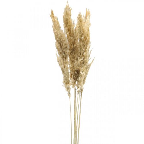 Floristik24 Dekoracja sucha trawa pampasowa suszona bielona 70-75cm 6 szt