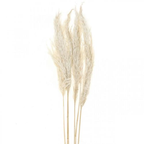 Produkt Suszona trawa pampasowa Bielona sucha deco 65-75cm 6szt w pęczku