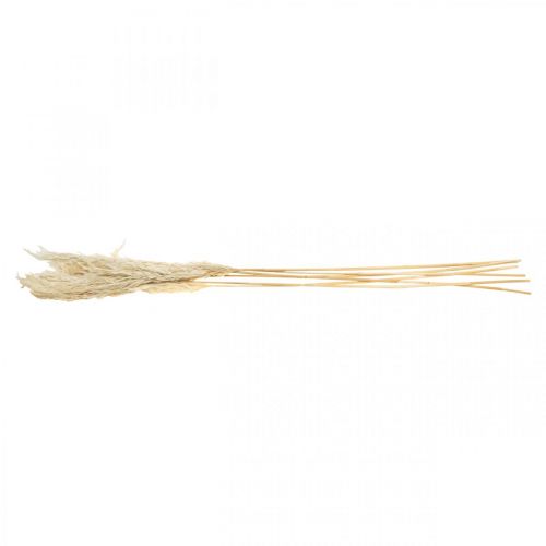 Produkt Trawa pampasowa suszona bielona na sucho dekoracja 65-75cm 6 sztuk w pakiecie