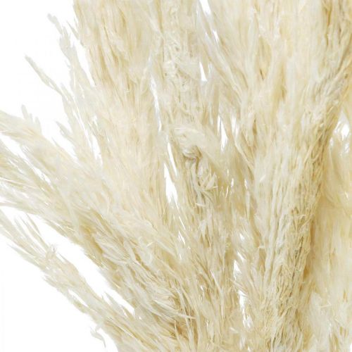 Produkt Trawa pampasowa suszona bielona na sucho dekoracja 65-75cm 6 sztuk w pakiecie
